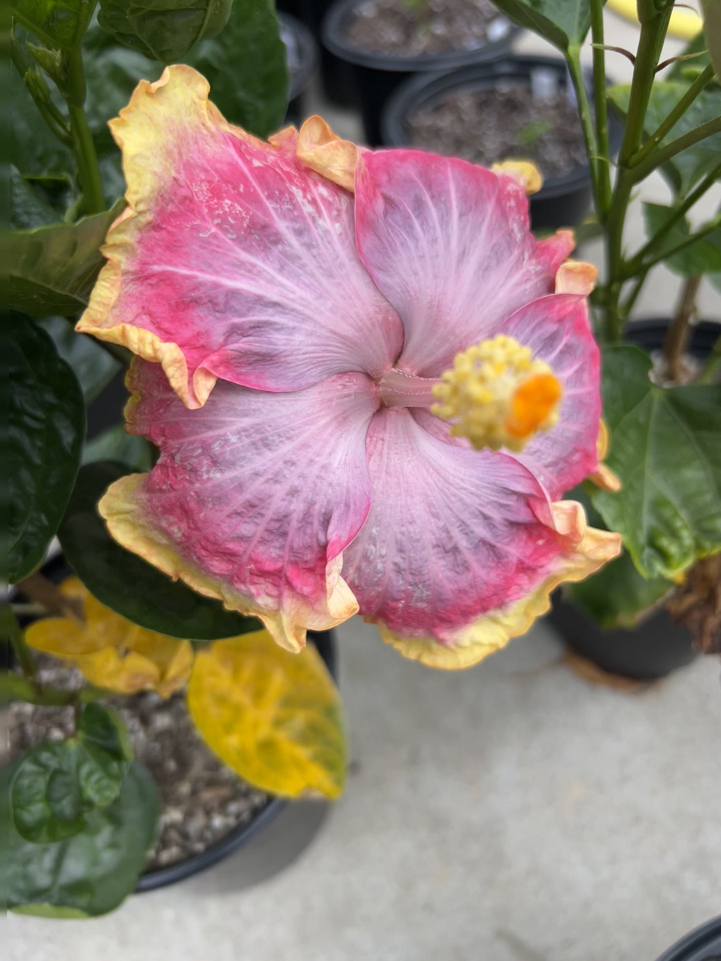Working on this beauty!